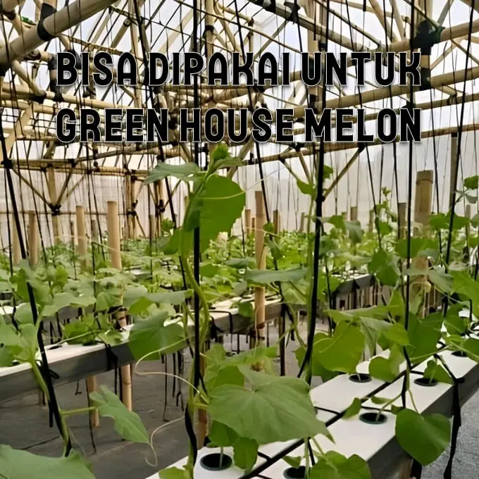 Tali Majun Tali Gawar Lanjaran Pertanian Kuat Elastis Berat 1 Kg 5