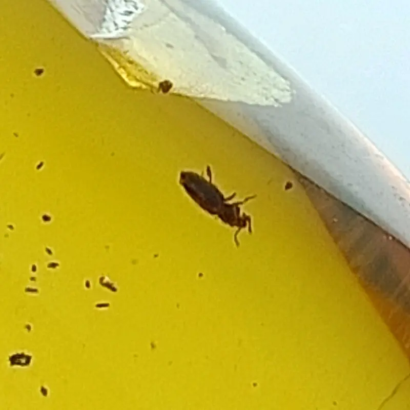 AMBER ISI SERANGGA PURBA ( AMBER INSECT) AMBER BURMITE KODE TT 4 3