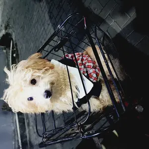 POMAPOO - Baju Kucing dan Baju Anjing Oppa Jumpsuit dan Unnie Dress