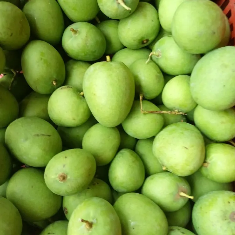 Buah mangga muda fres untuk rujak 1 kg Food 1