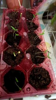 Product Review of BIJI BENIH CILI BARA F1 HYBRID(100 SEEDS). from m**a 0