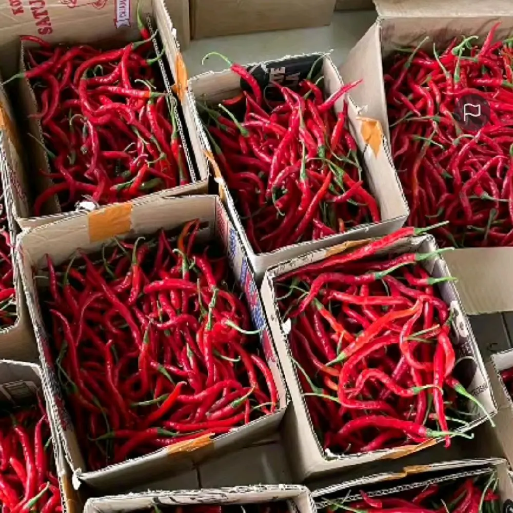 Cabe Keriting 1KG (Pulau Jawa & Bali)