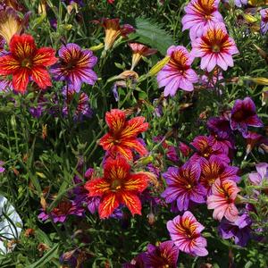 Centaurea y Gomphrena 100 granos Variedad de Especies y Colores Fácil de Cultivar Resistente a la Sequía Jardín de Verano Decoración Ornamental