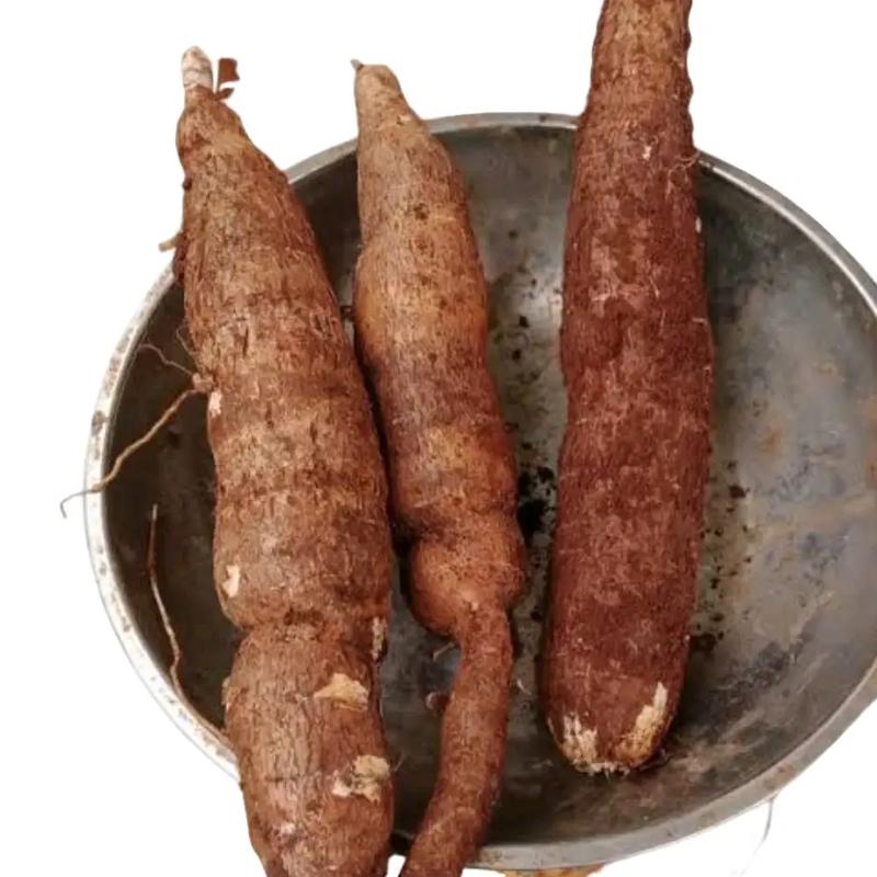 Singkong racun - Singkong racun sapikuru segar 1 kg 0
