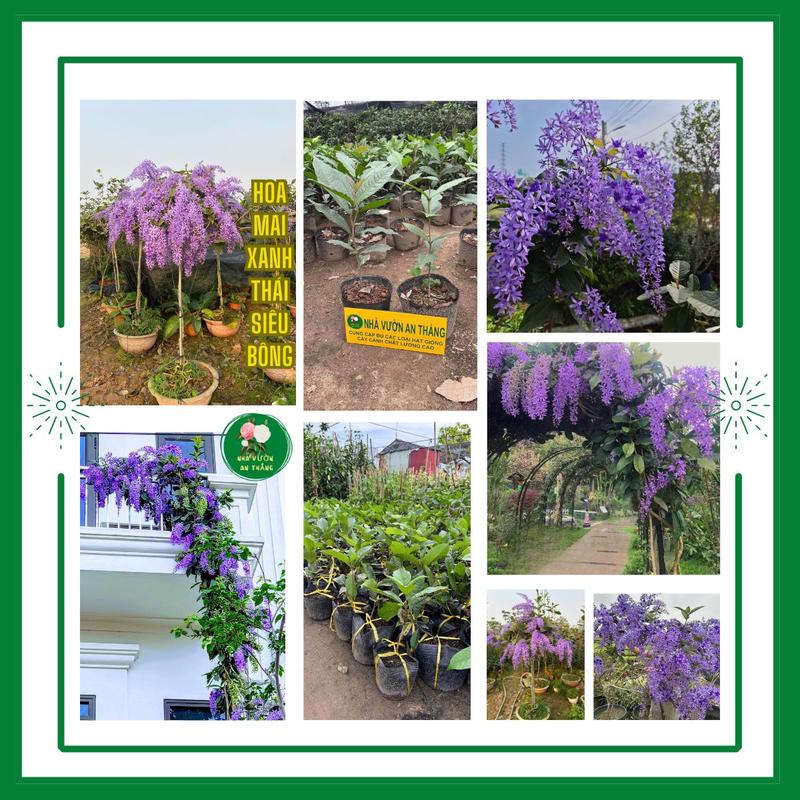 [Cây nhỏ] Cây giống hoa mai xanh thái trồng leo rủ - bon sai siêu bông, hoa quanh năm