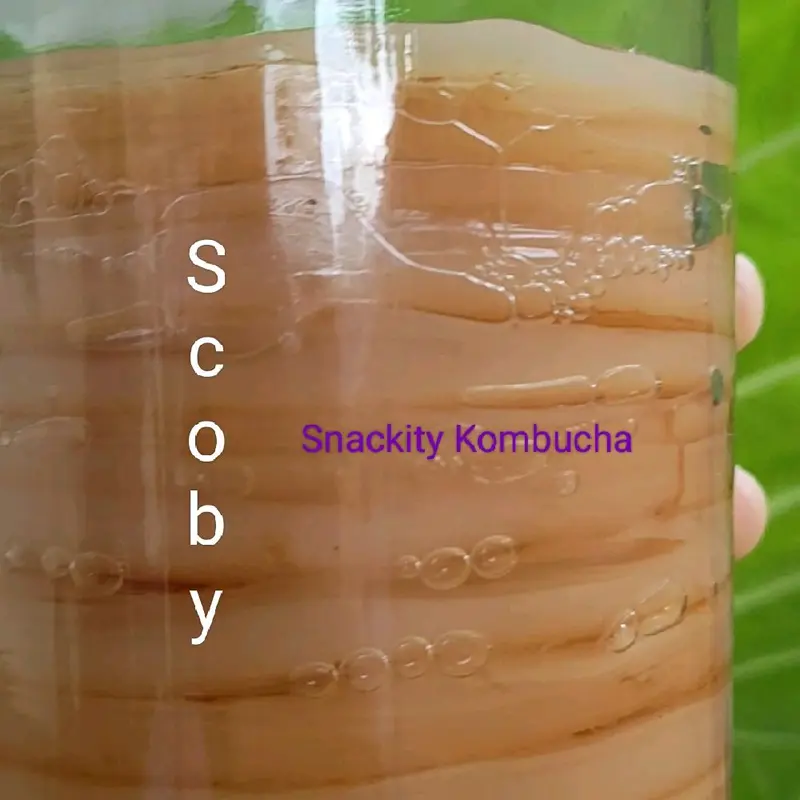 Scoby fermentasi kombucha diameter 8 cm, tebal 0,5 cm, lengkap dgn starter 200 ml 1