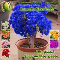 Gambar 70 Biji/paket Benih Bougainvillea Langka Campuran Warna Untuk Menanam Bunga Tanaman Hias Dalam Ruangan Berkebun, Bibit Bonsai, Menanam Bunga, Dekorasi Taman Luar Ruangan Bougainvillea Seeds - 2 Paket  dari Benih Pilihan Alam Kota Administrasi Jakarta Pusat 1 Tokopedia