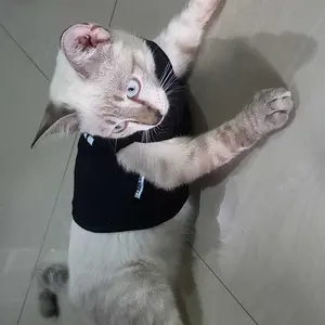 Baju Kucing Anjing Cowok Karakter Bulu Kecil Lucu - Buki Bos Kecil