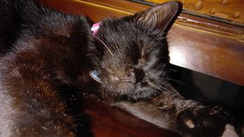 Product Review of Kalung Kucing Bahan Kulit Bisa Costum Nama from ** 3
