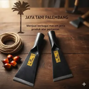 dodos Kls palm king lokal Indonesia