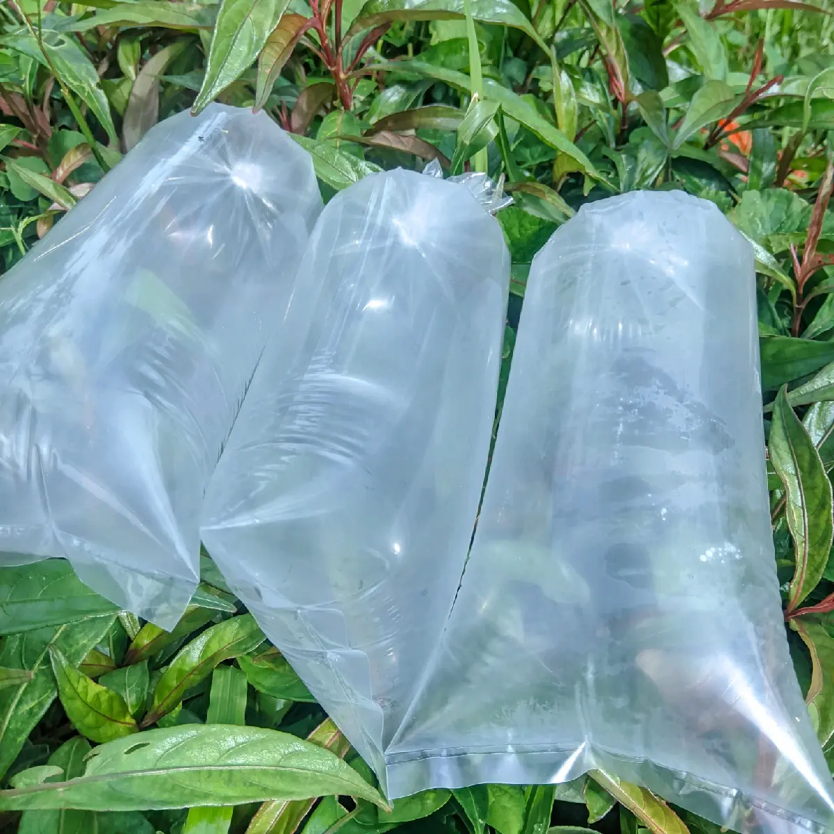 1 kantong plastik udara segar yang asri dari perkampungan , ukuran 12x25