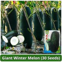 Gambar Benih Melon Musim Dingin Kulit Hitam Raksasa Hasil Tinggi (30 Biji) Benih Labu Lilin Segar untuk Menanam Tanaman Sayuran Benih Sayuran Organik untuk Pot Berkebun Benih Tanaman Sayuran Labu Putih Tanaman Sayuran Hidup Dijual Tanaman Luar Ruangan Buto - 4 pack dari Benih Pilihan Alam Kota Administrasi Jakarta Pusat 1 Tokopedia