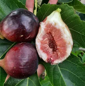 Buah tin fresh 150 gr langsung dari kebun ciwidey