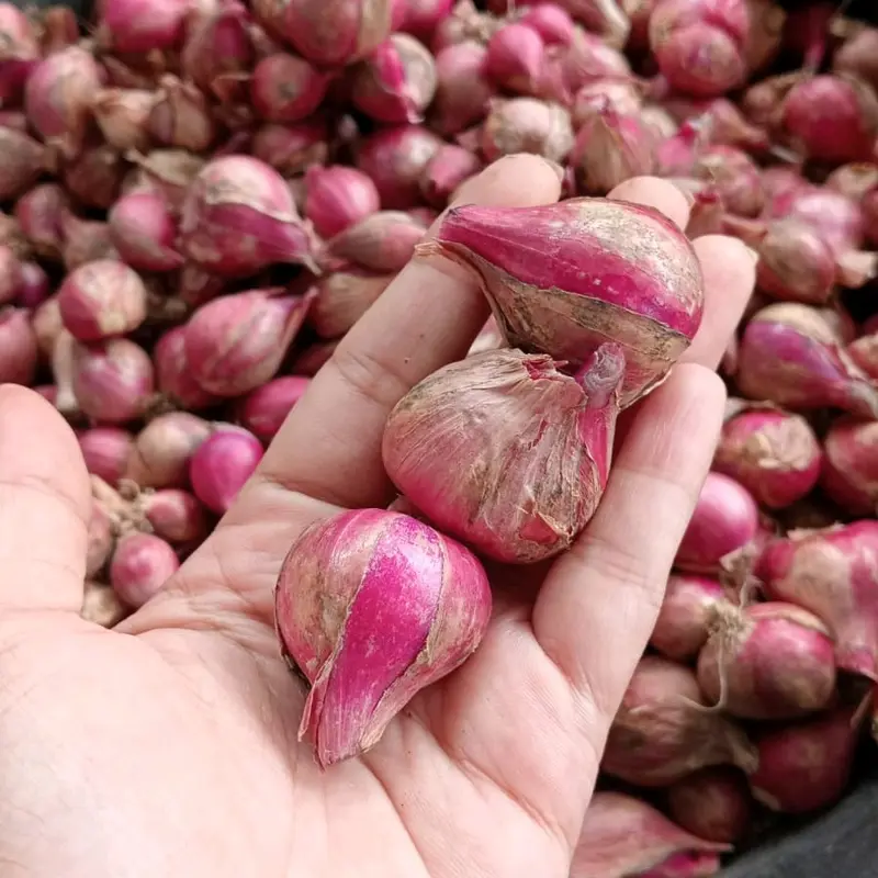 Bawang Merah Asli Probolinggo 1Kg Ukuran Tanggung Kasar Rasa Khas Daerah 3