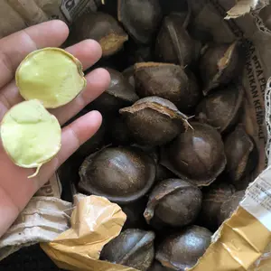 Jengkol Kulitan / Lalap / Jengkol Renyah