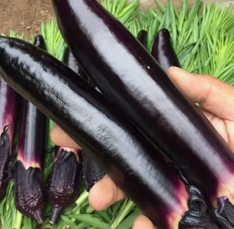 Huayu March early eggplant seed field garden planting fruit long applicability strong cultivation eggplant seeds