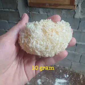 TERMURAH!!!! 10 gram jamur salju/jamur es/white fugus/jamur kering kemasan mini