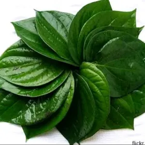 Daun Sirih Hijau Segar 250gr Sirih Rempah Alami