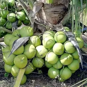 benih kelapa genjah entog