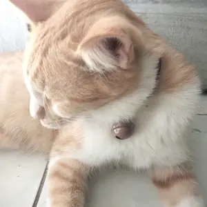 Kalung Kuicng Kulit Sintetis Lonceng Ufo