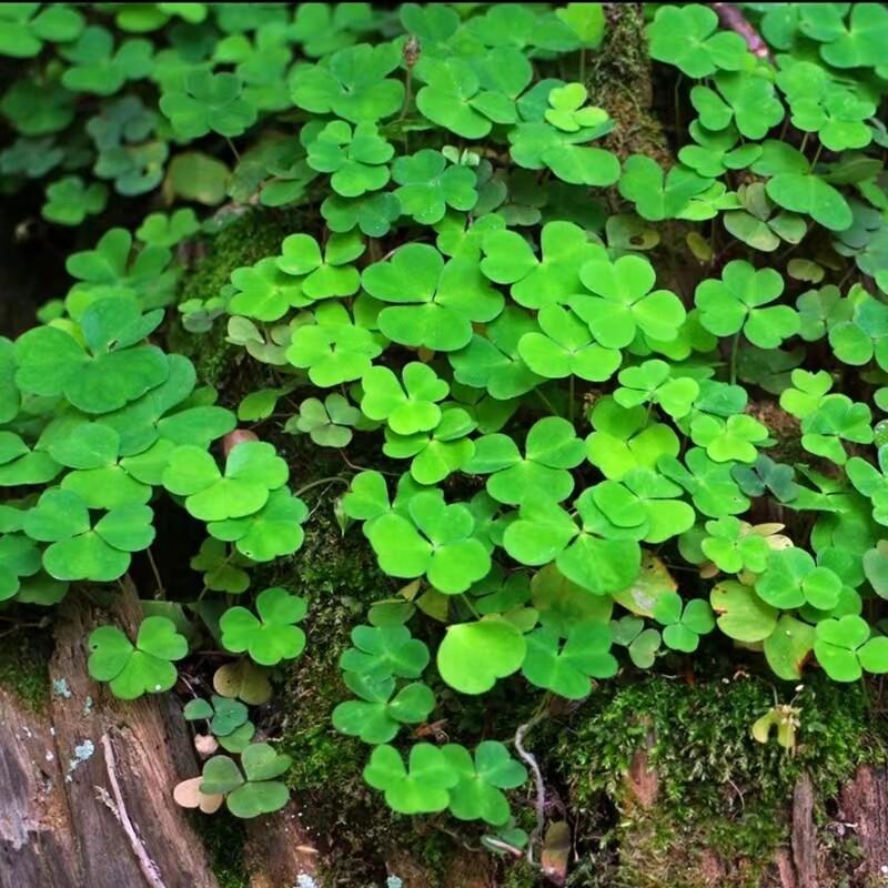 Product Introduction of [Fast Shipping] 200 Seeds/pack Three Leaf Glass Flower Seeds Bonsai Seeds for Planting Lucky Three Clover Leaf Seedlings Perennial Lucky Plant Seeds Vegetable Seeds Home Garden Decoration Items Indoor Plants Potted Live Plants for Sale Easy To Grow 62