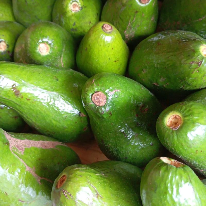 Alpukat mentega Reguler 1KG (isi 3 Buah) hass 4