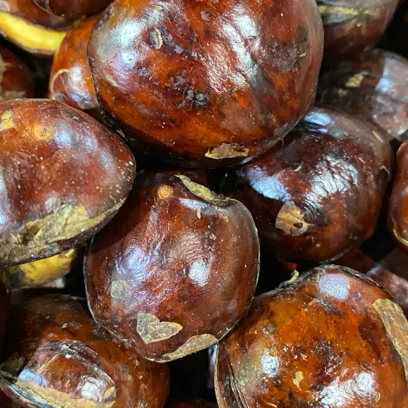 jengkol tua belom di rendem 1