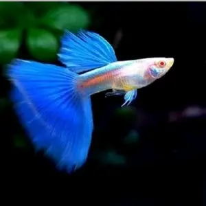 Gambar Guppy Blue Sky Hiasan Rumah Siap Pakai untuk Dekorasi Rumah Anda Ikan Hidup Siap Pakai