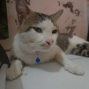 Kalung Lonceng Kucing Anjing Motif MOON & STAR (GESPER KEPALA KUCING)