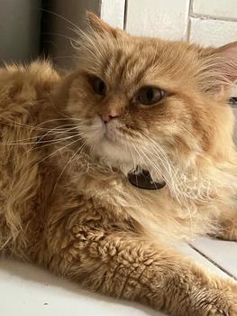 Product Review of Kalung kucing free liontin custom nama akrilik grey from n**a 0