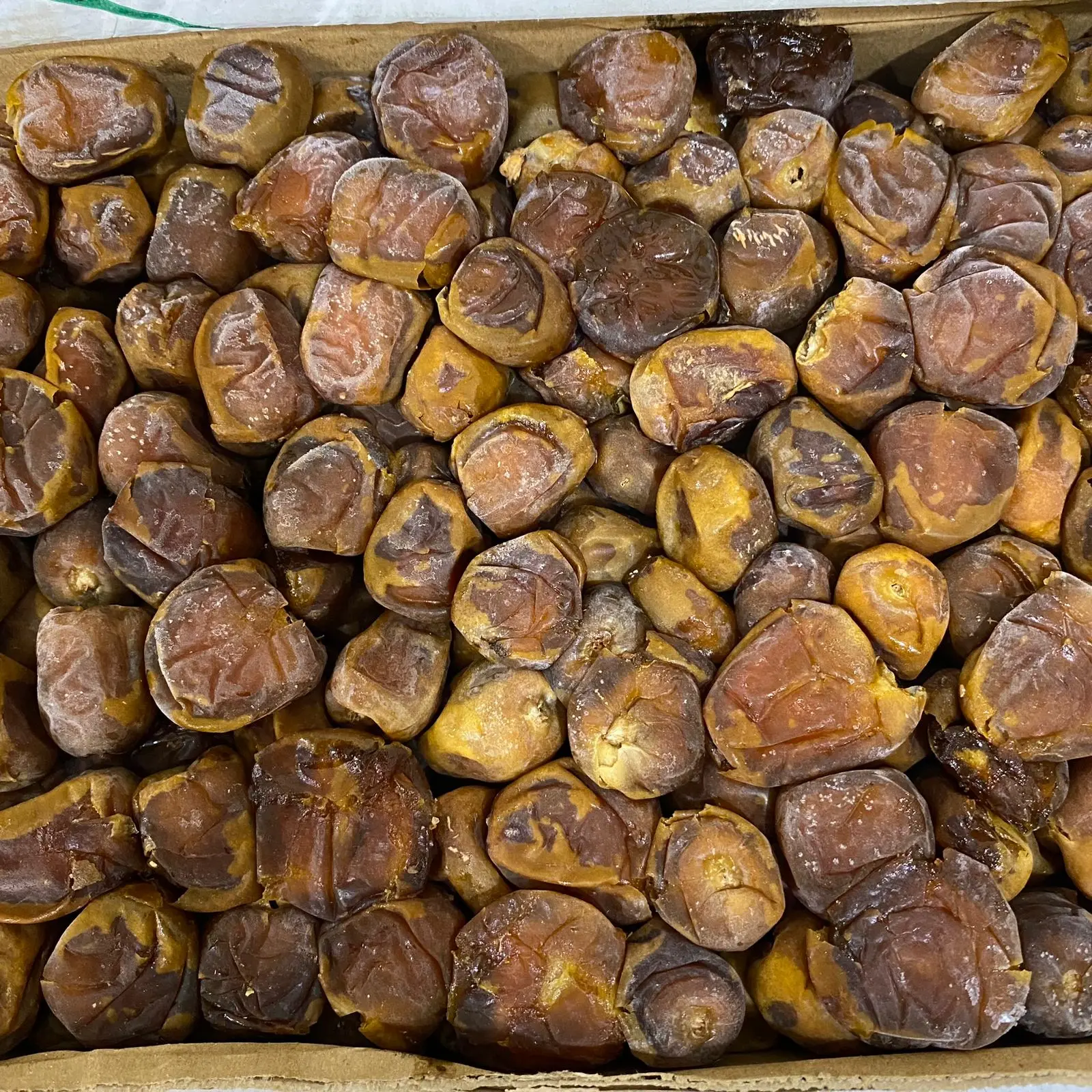 KURMA SUKARI AL QASIM KURMA MADINAH