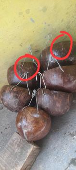 Product Review of BATOK KELAPA WADAH PAKAN MINUM BURUNG AYAM BEBEK SARANG BERTELUR from R**o 0