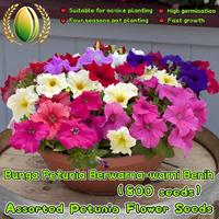 Gambar 800 Biji Bunga Petunia Berwarna-warni Untuk Menanam Benih Morning Glory, Benih Tanaman Hias Gantung Berkebun, Bibit Bonsai, Menanam Bunga, Dekorasi Taman Luar Ruangan Colorful Petunia Flower Seeds - 2 Paket  dari Benih Pilihan Alam Kota Administrasi Jakarta Pusat 1 Tokopedia