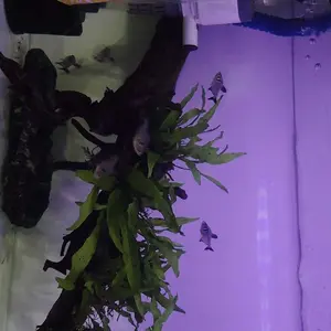 Portable Aerator Air Pump USB Mini Mesin Pompa Oksigen Airator AC Gelembung Udara Aquarium Akuarium Mancing Ikan
