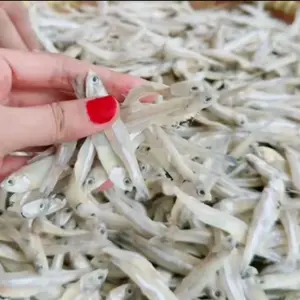 BARU 1 KILO TERI JENGKI SETENGAH KERING ASIN