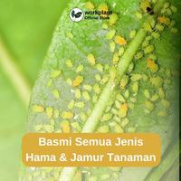 Gambar Workplant - Neem Oil Refill Pestisida Nabati Pembasmi Hama Dan Jamur Semua Jenis Tanaman Hias dari workplant official Kota Surabaya 3 Tokopedia