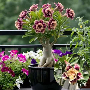 Tanaman Hias || ADENIUM KAMBOJA Bunga Tumpuk Hasil Grafting Warna Kuning Lapis Ungu Pot Ukuran pot15 Kode CB Cocok Untuk Taman Dan Ruangan