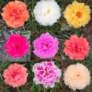 Paket 3 Tanaman Krokot Bunga Tumpuk Warna Warni (BERGARANSI BACA DESKRIPSI) - Tanaman Indoor Outdoor Dewasa (Beli 10 Bonus 1) Sudah Berbunga Siap Stok Fresh (Hanya Untuk Pulau Jawa)