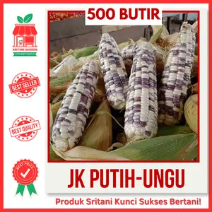 500 BIJI - BENIH JAGUNG KETAN PUTIH UNGU PULEN UNGGUL PILIHAN