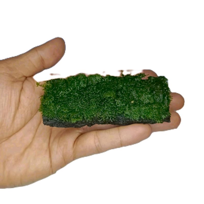 Pakis/Lempeng Hiasan Akuarium Dekorasi Aquascape Replika Mos Ricardia Media 1
