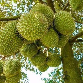 PHÂN BÓN BINHFOS Chứa Profenofos 500g/l, SÂU ĐỤC THÂN, SÂU XANH, SÂU TƠ, ĐỤC BẸ, RẦY RỆP, BỌ TRĨ thuốc trừ 4