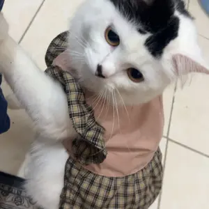Baju Kucing Dress Baju Anjing Motif Kotak