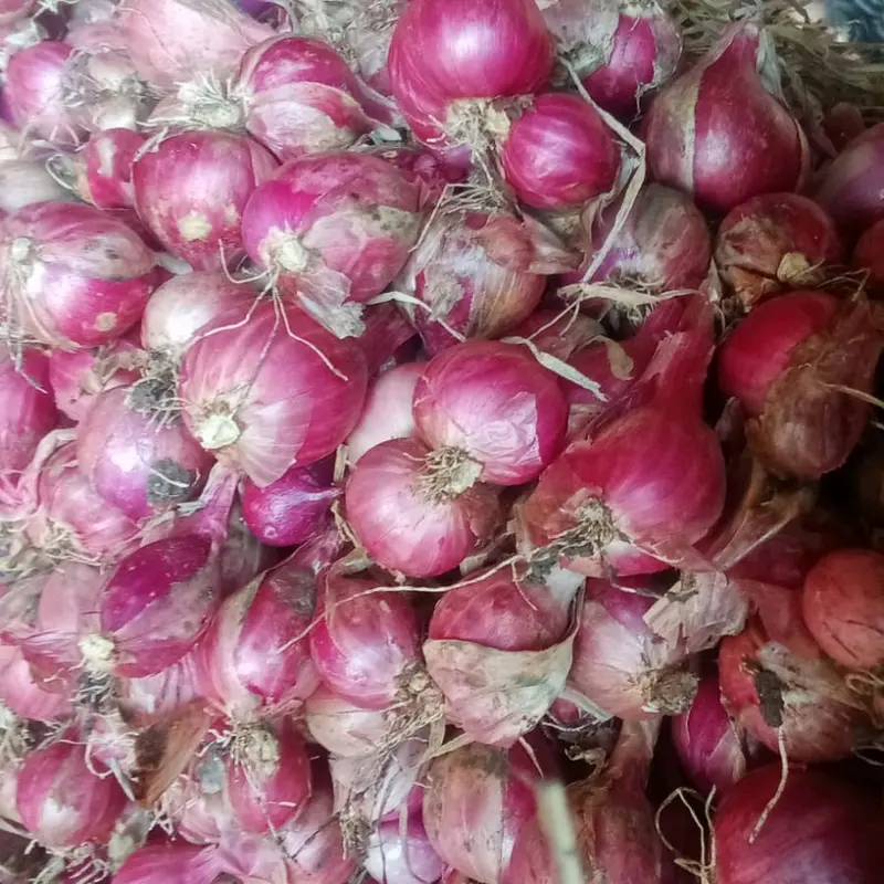 Bawang Merah Asli Probolinggo 1Kg Ukuran Tanggung Kasar Rasa Khas Daerah 6
