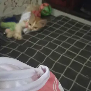 Baju Kucing Anjing Size Jumbo Kostum Sailor Chibi Moon Dress Sailormoon Pink Untuk Kucing Anak Kambing