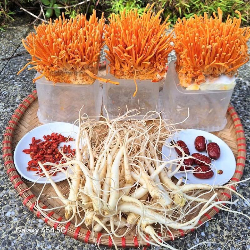   Mua 3 Khay Tặng Sâm  Trà Nấm Đông Trùng Hạ Thảo Tươi Hữu Cơ 