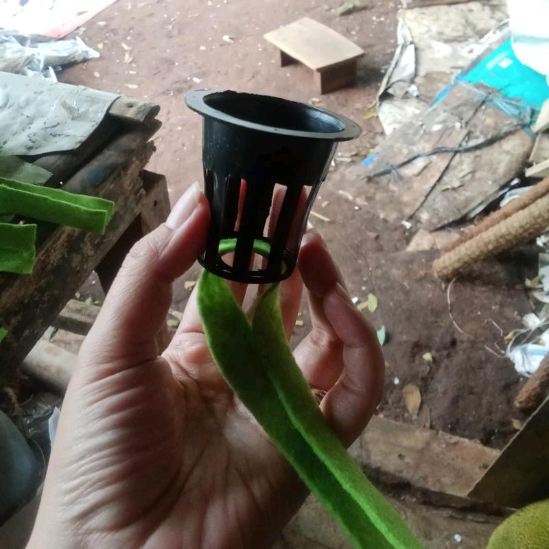 Pot Net dan Kain Flanel untuk Sistem Tanam Hidroponik dengan Ukuran Netpot 5Cm dan Panjang Kain 25Cm - Tanaman 0