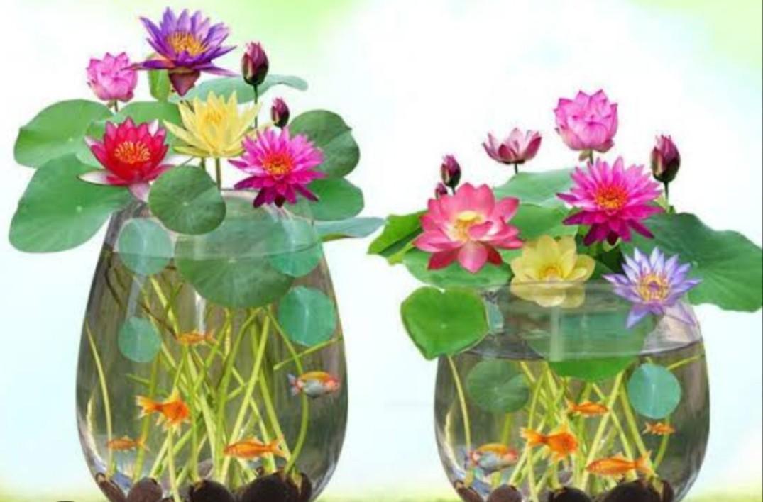 3 butir biji benih tanaman bunga lotus mini mix warna