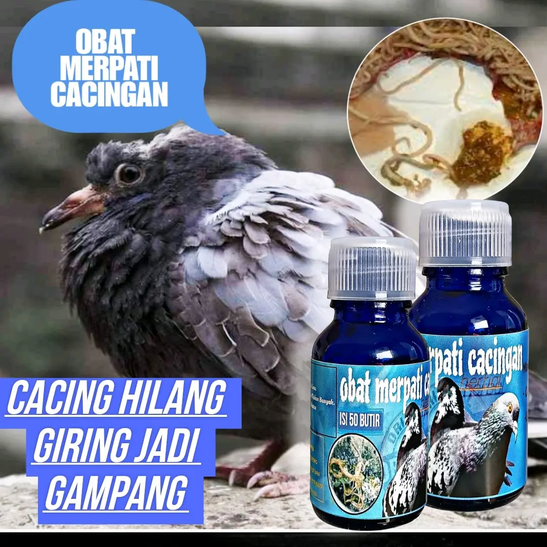 OBAT CACING MERPATI CACINGAN ISI 50 PIL paling ampuh dalam waktu singkat jamu merpati sakit extra jp