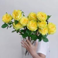 Gambar 80 pcs/pack Bibit Bunga Mawar Kuning untuk Berkebun Bibit Tanaman Mawar Berbunga Wangi Bibit Bunga Bonsai Dalam Ruangan Mudah Tumbuh Bibit Mawar Kuning untuk Menanam Bunga Pohon Bonsai Tanaman Hidup Dijual Tanaman Asli Tanaman Udara Halamang Namumulaklak - 1 Bag-166U dari Benih Pilihan Alam Kota Administrasi Jakarta Pusat 3 Tokopedia