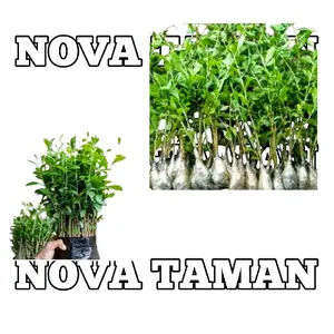 tanaman hias bibit pohon leekwan yew hidup bibit pohon leekwan yew